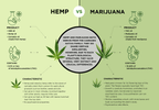 Mesohemp - Hemp Seed Oil Mask - 25g